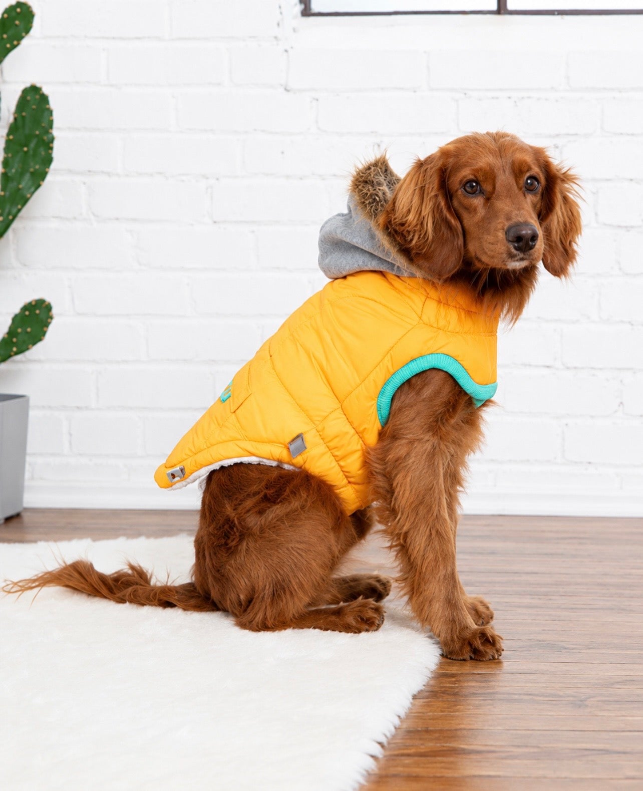 GF Pet Winter Sailor Dog Parka