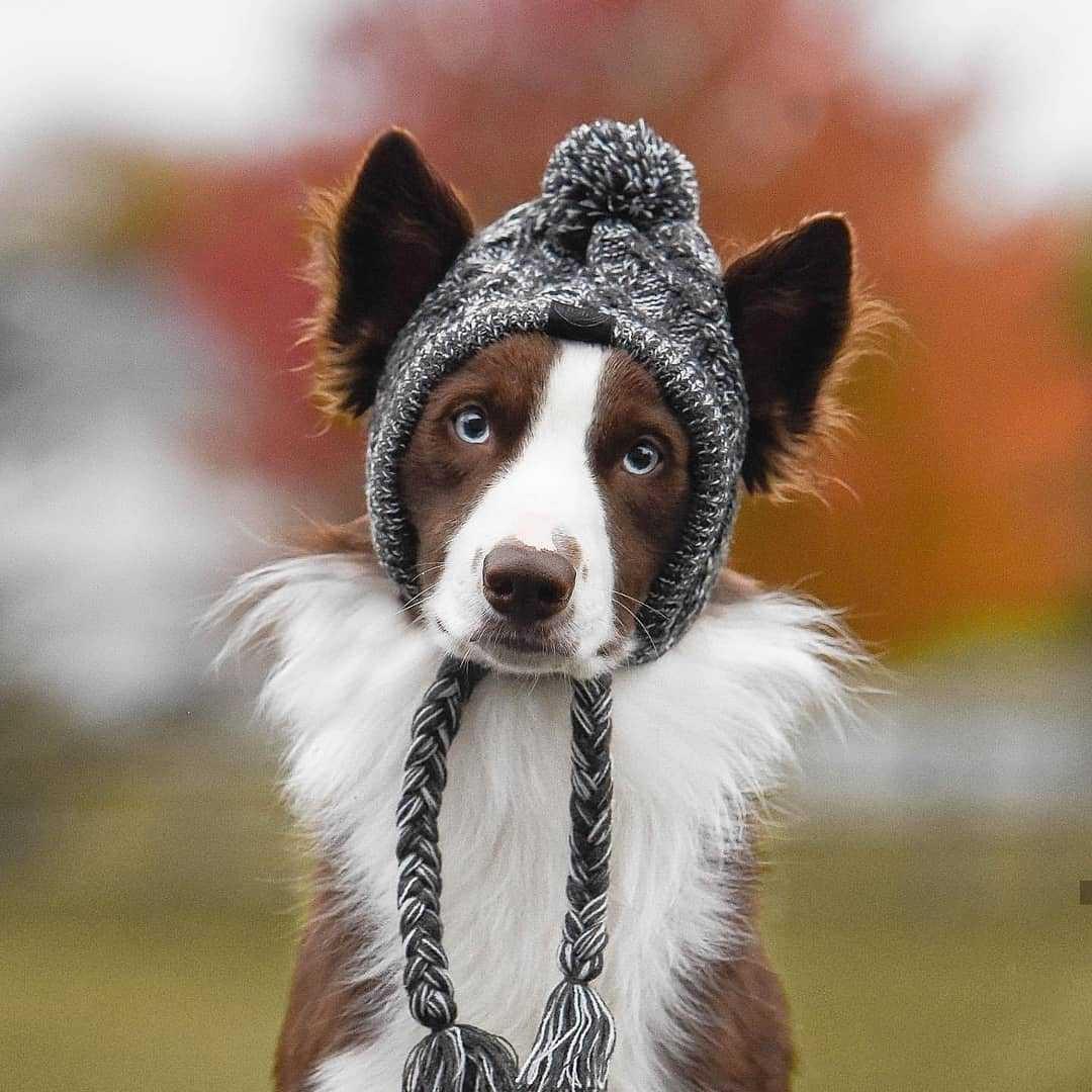 Fluffy Polar Pom Knitted Dog Hat