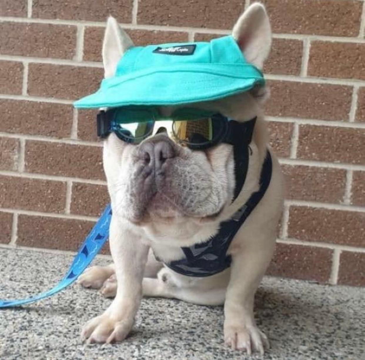 Blue Dog Sun Hat