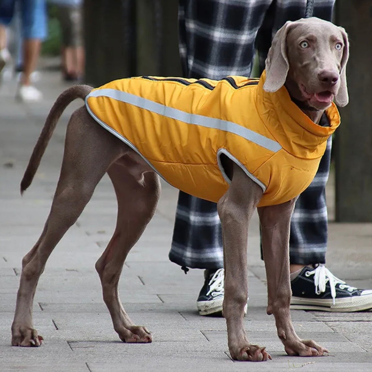 Ultra Cozy Windproof Dog Jacket