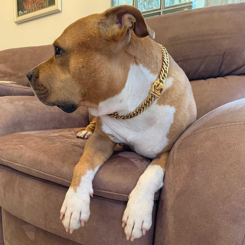 Gold Cuban Link Dog Collar – 16 mm Stainless Steel