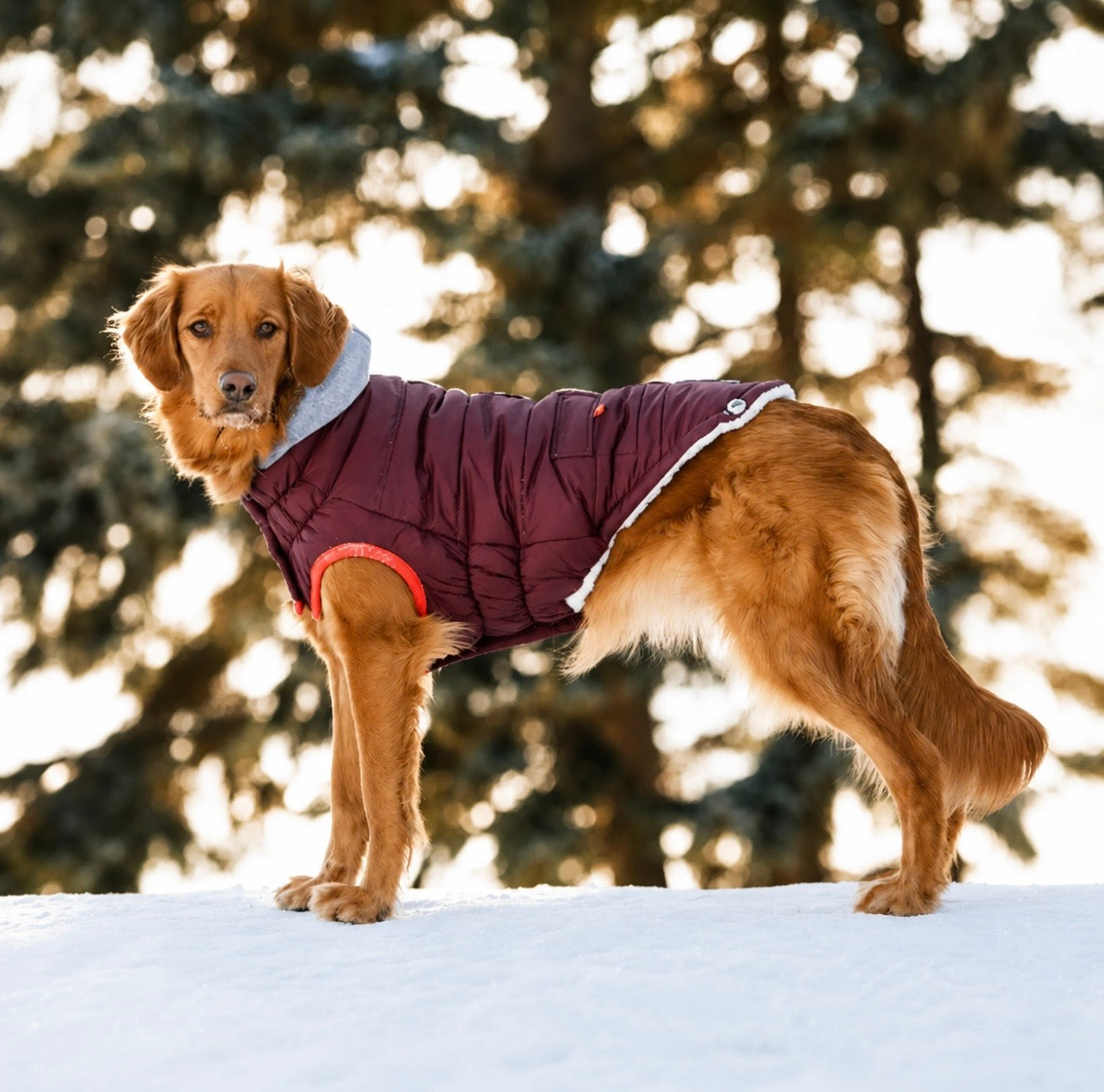 GF Pet Winter Sailor Dog Parka
