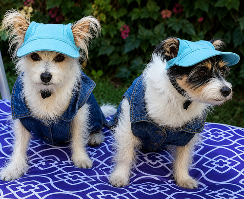 Blue Dog Sun Hat