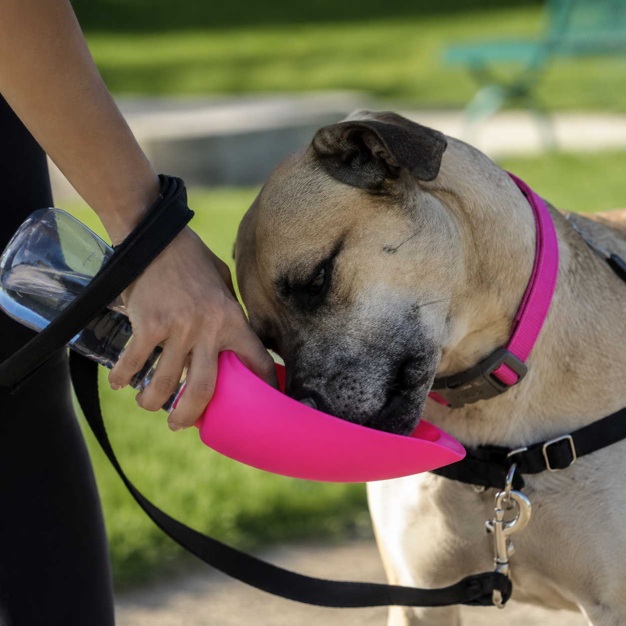 Fold-A-Bowl Portable Pet Water Bottle & Bowl