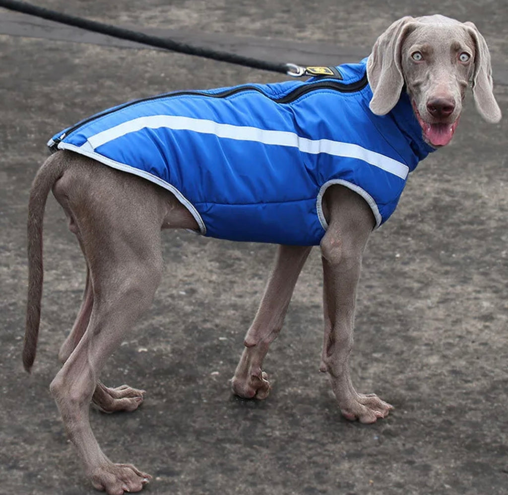 Ultra Cozy Windproof Dog Jacket