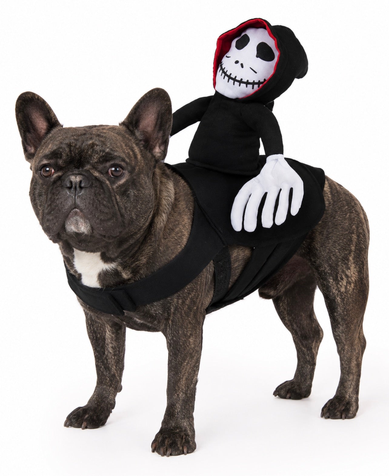 Creepy Rider Dog Halloween Costume