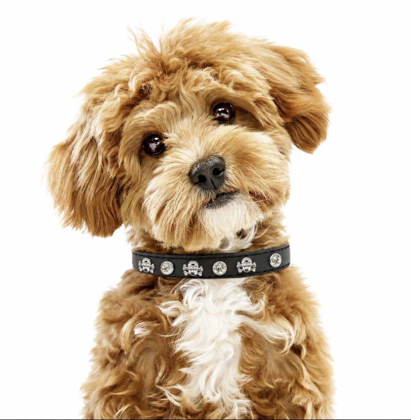Skull Studded Vegan Leather Dog Collar